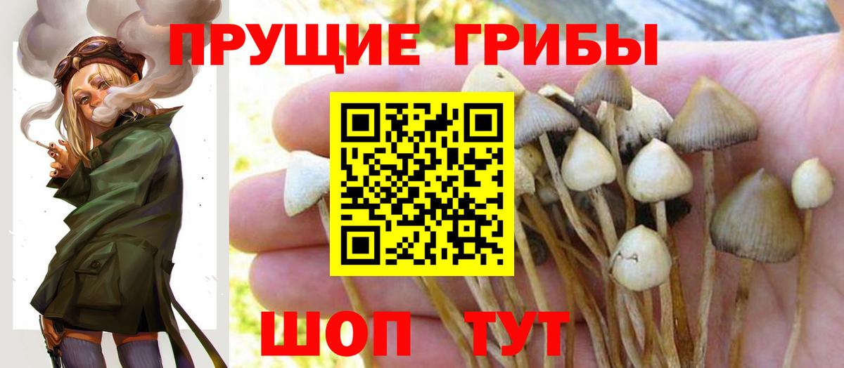Киржач  Псилоцибиновые грибы MAGIC MUSHROOMS  Вход с VPN 